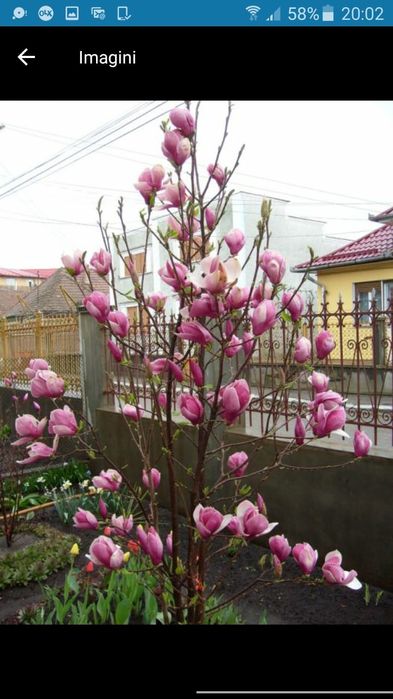 Vindem magnolie de mai multe dimensiuni mai multe culori