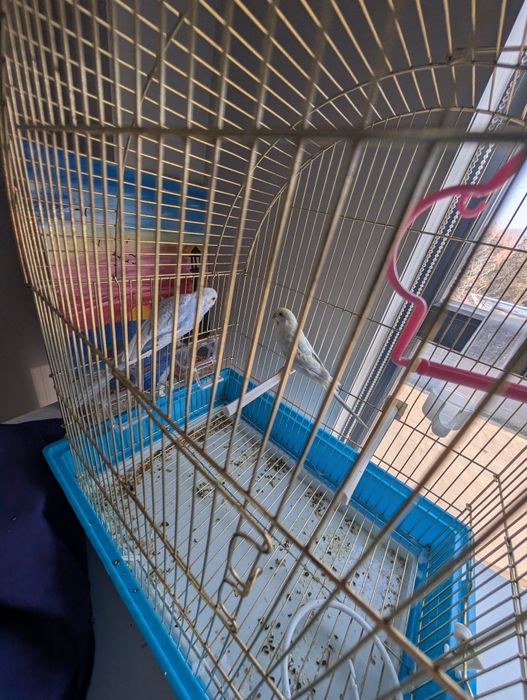 Попугаи с клеткой