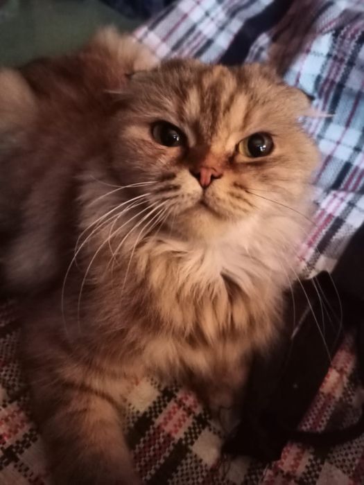 Кошка в добрые руки!