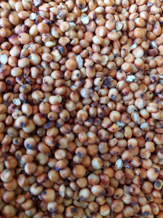 Sorg boabe alb si rosu