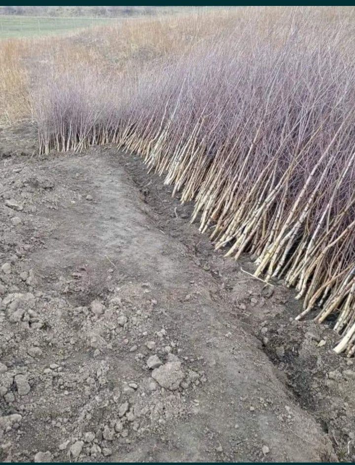 Vând fag brad salcâm stejar carpăn mesteacăn pomi