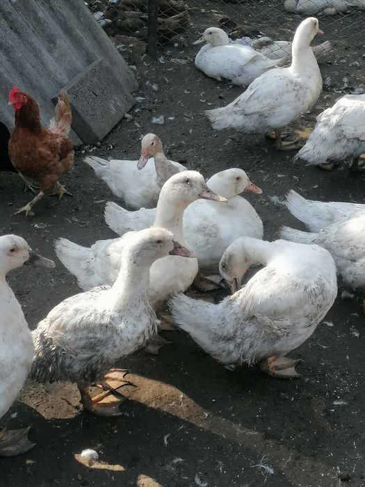 Rațe mute și mulard de vânzare