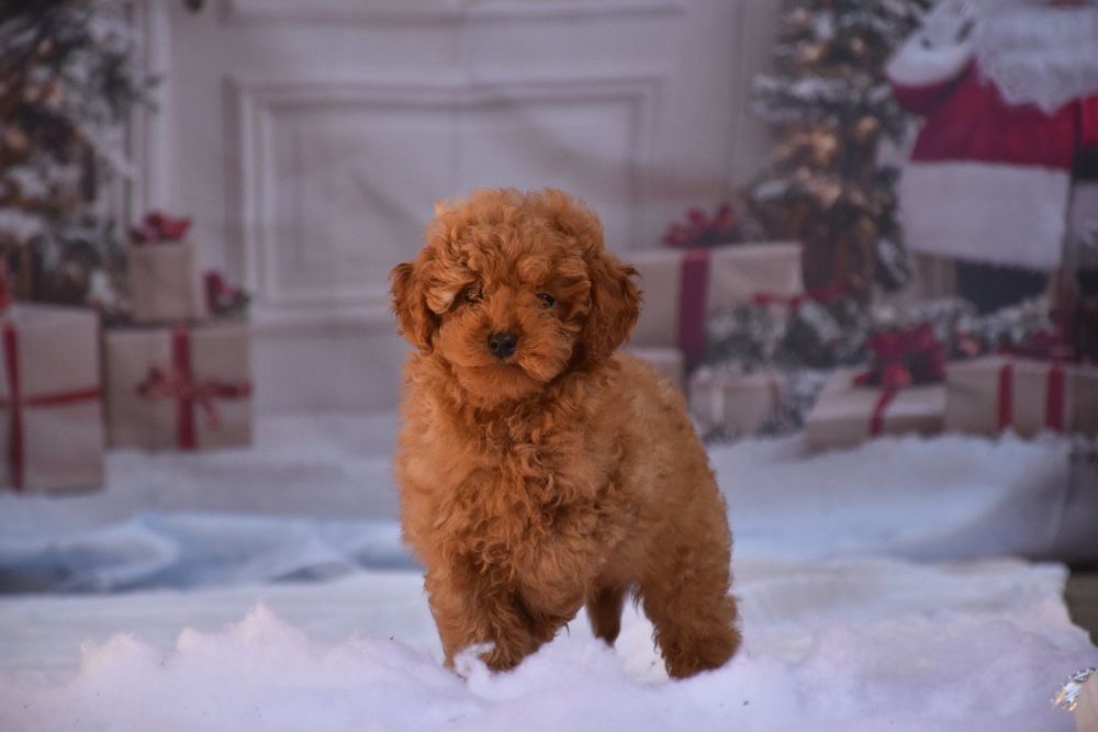Той пудел (Toy poodle)