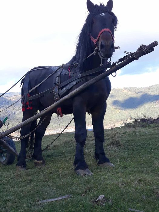 Armasar de 5 ani de vinzate