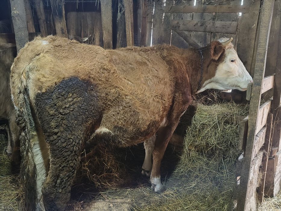 Vind vacă de 4 ani cu lapte cuminte