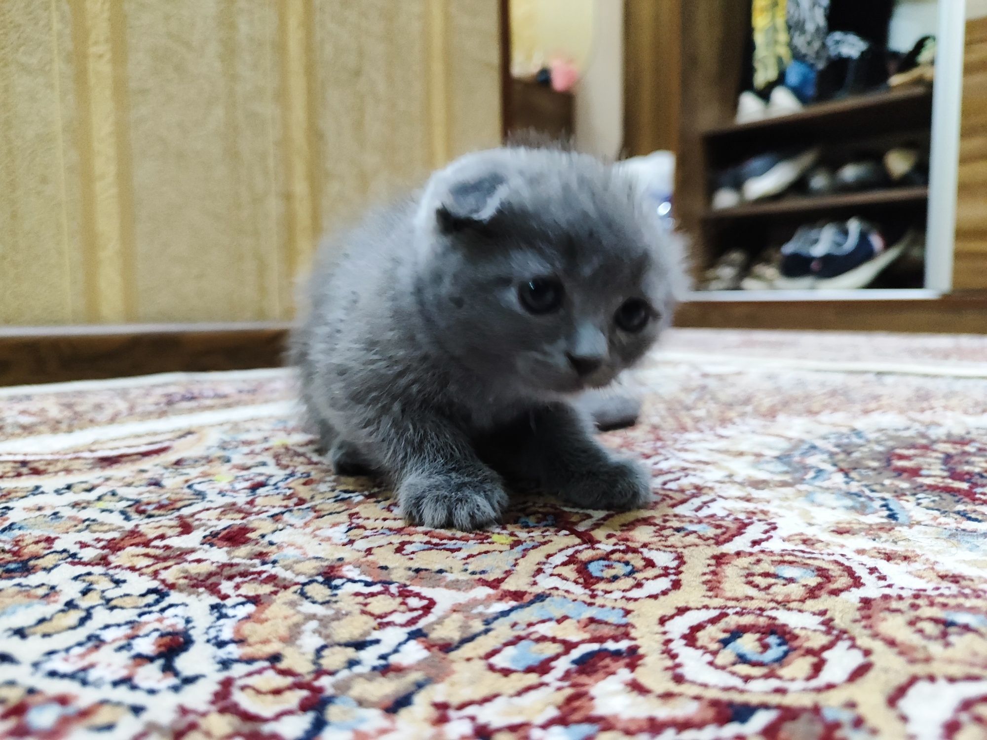 Котенек шотландской вислоухой породы