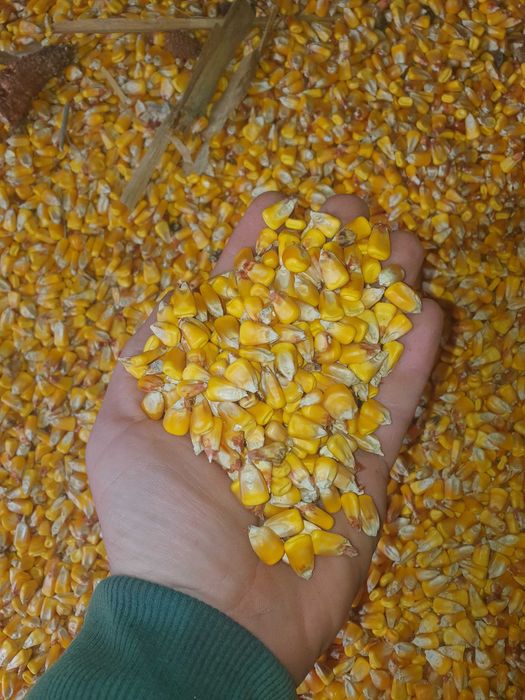 Vând porumb boabe