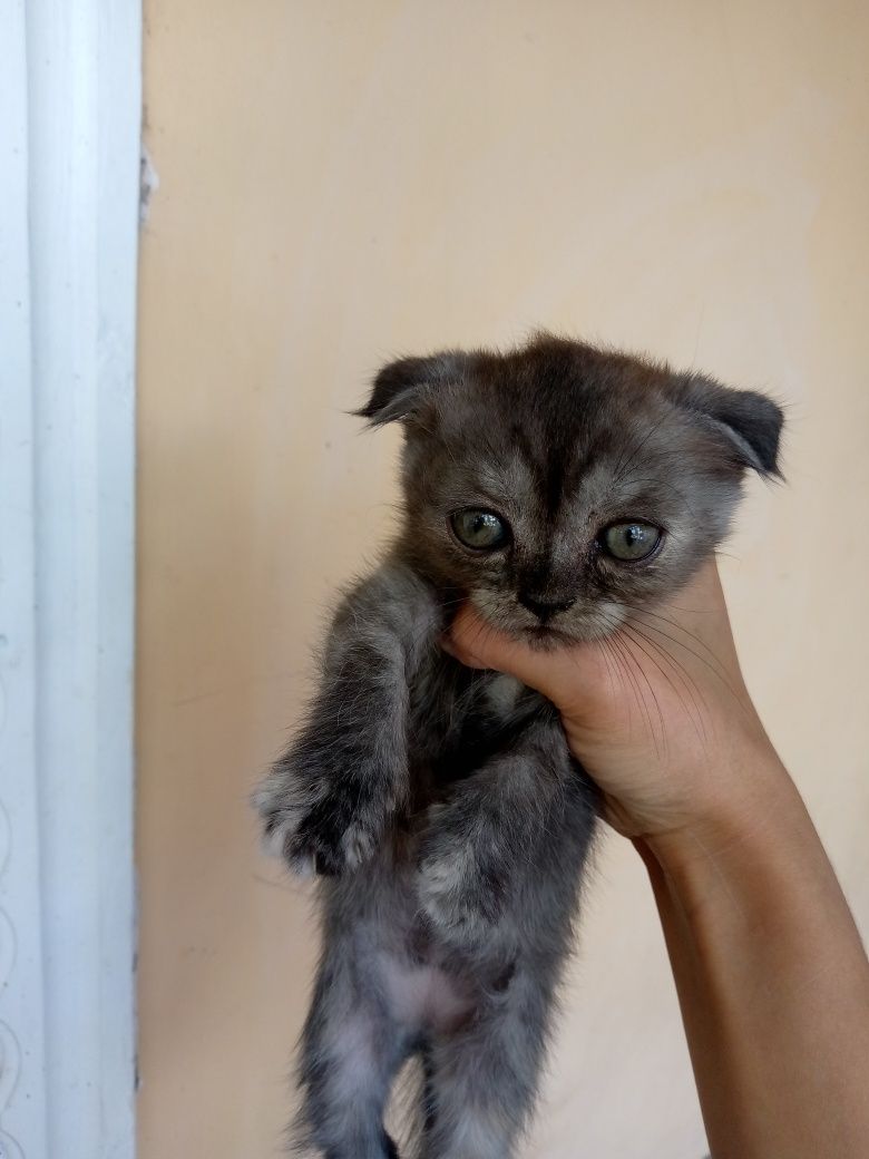 Страт и фольд котёнки