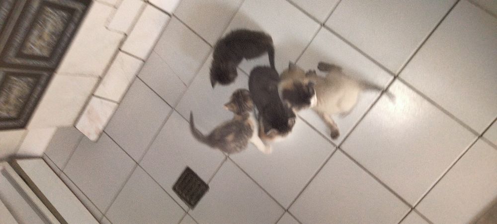 Отдам котят в хорошие руки