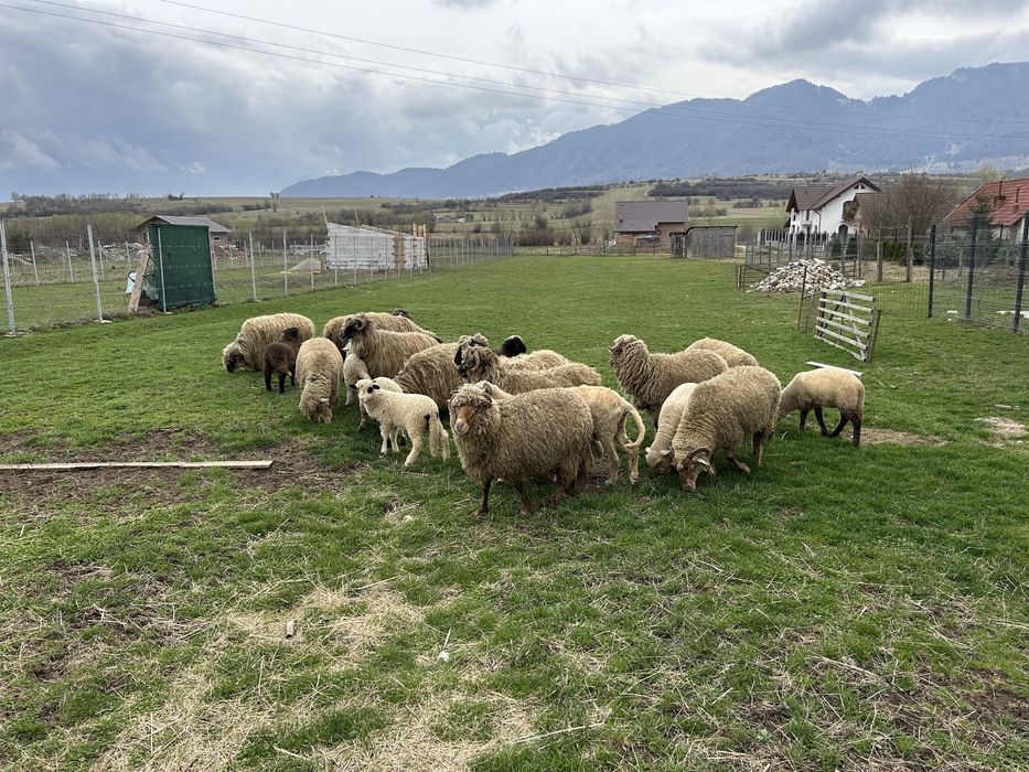 Vand oii si miei de anul asta