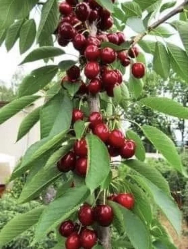 Pomi fructiferi altoiti columnari