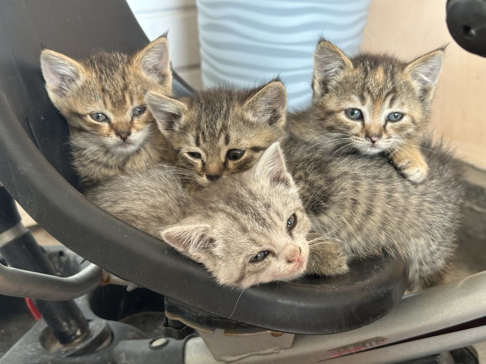 Отдам бесплатно котят