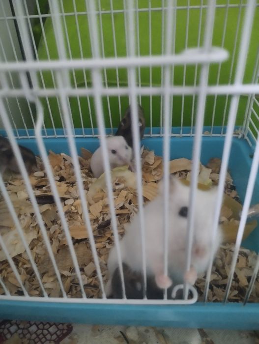 Джунгарики хомячки