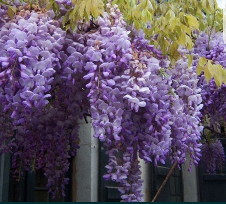 Glicina planta liana si parfumata