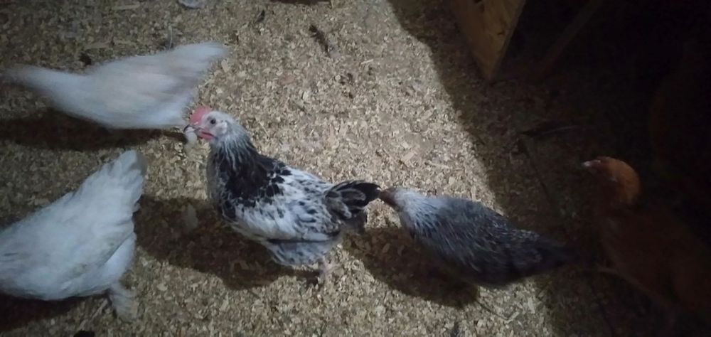 Продам цыплят.2,5месяца