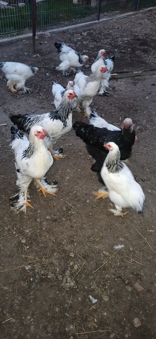 Cocoși brahma de vanzare