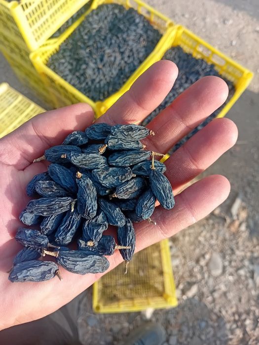 Mayiz.soyaki,kunaki,seppa,gibrit,gigant,xar xil turdagi mayiz sotiladi