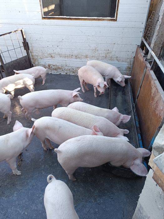 Малки прасета за продан