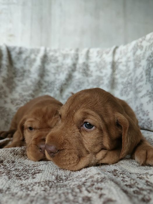 Căței vișla maghiară