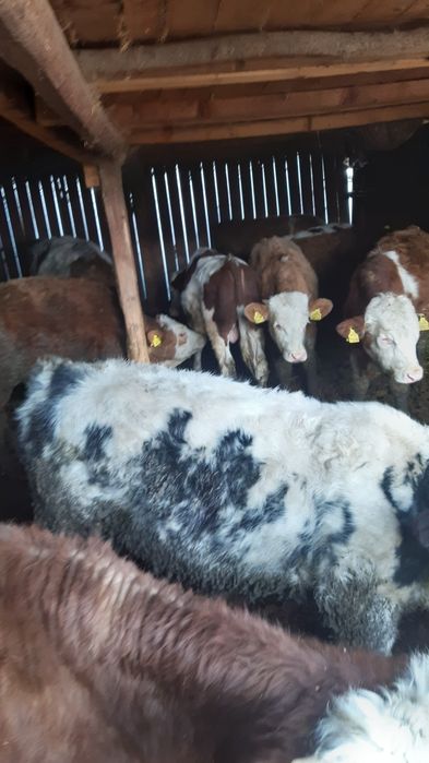 Vand 13 tāuras frumos