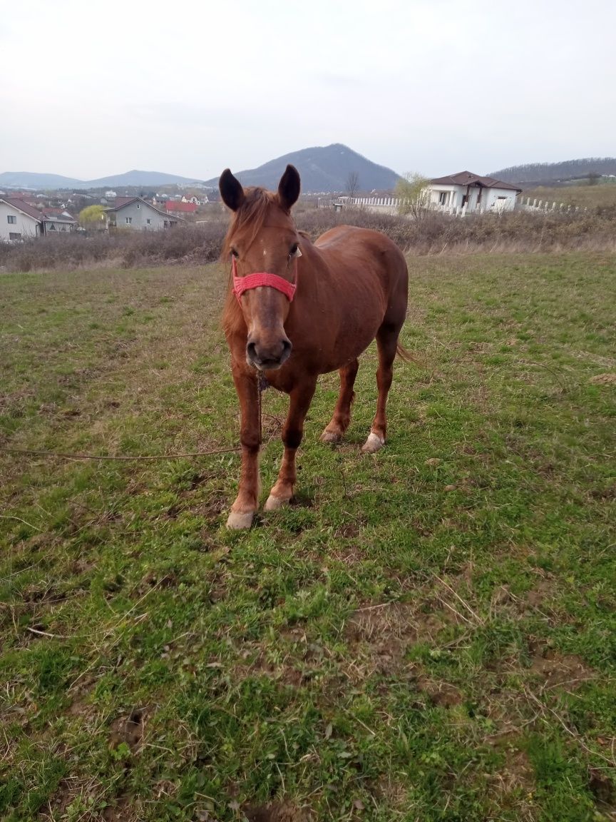 Vând iapă de 9 ani, blândă, cu pașaport și cip+ham și ștraif inclus