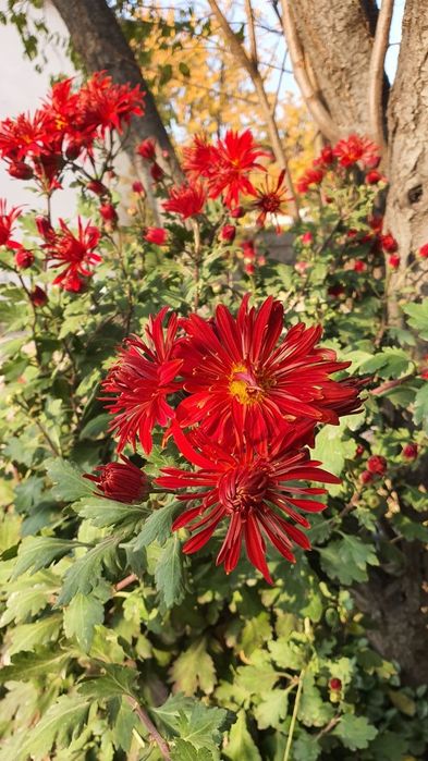 Хризантемы поздний