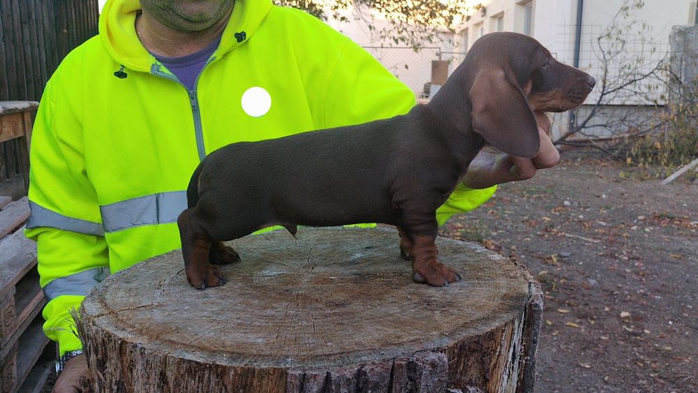 Teckel cu păr sârmos