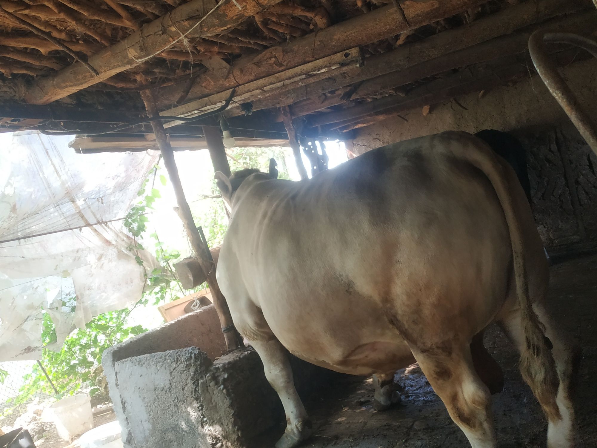 Qurbon hayiti uchun niyat qilganlarga