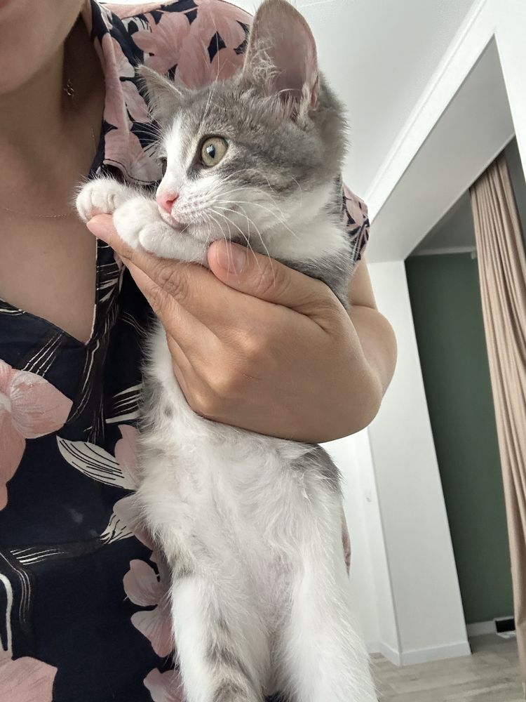 Котенок в добрые руки