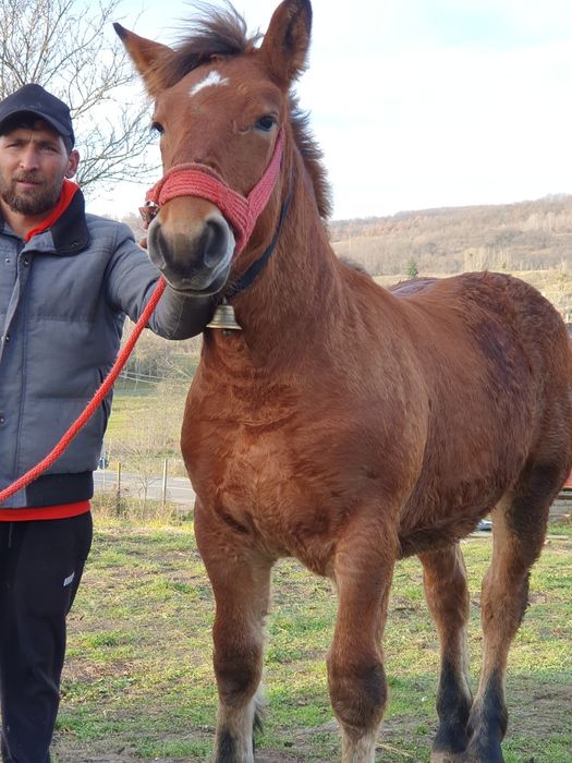 Vnd mnza de 6 luni  di cai grei