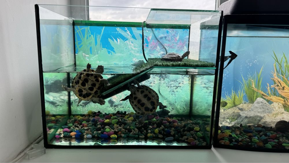 Продам аквариум для черепашек