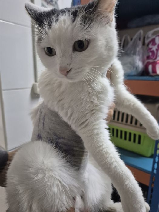 Снежинка срочно ищет дом!