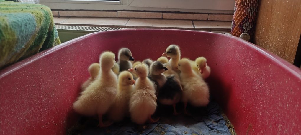 Boboci de gâscă Toulouse și Americană
