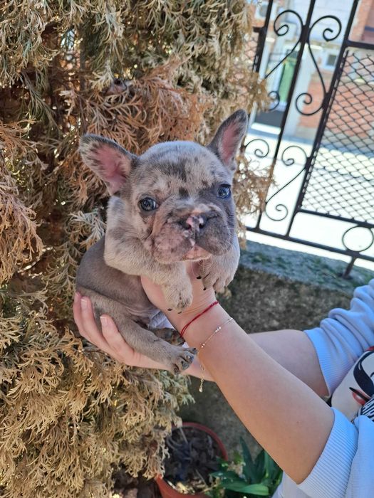 Френски булдог Blue merle