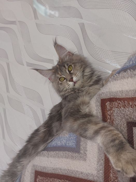 Продам котят.Мама Мейн Кун полидакт.Папа благородный дворянин.