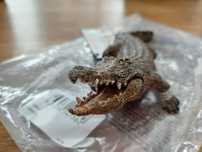 Крокодил с подвижна челюст Schleich
