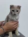 Шотландсакая кошка