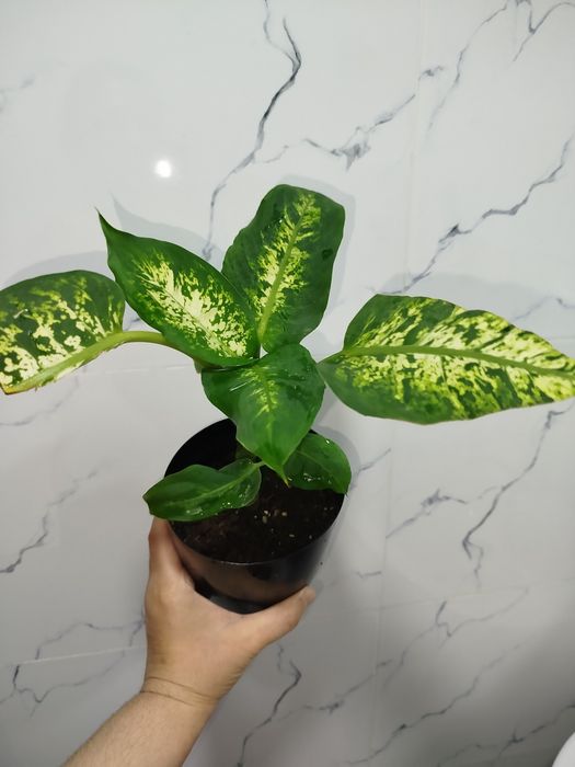 Defenbahiya дефинбахия