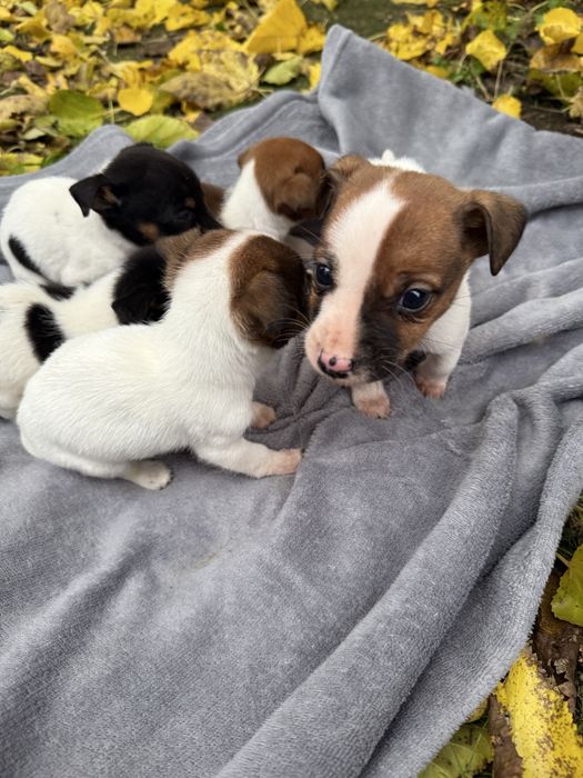 Продават се 5 бебета Джак Ръсел териери