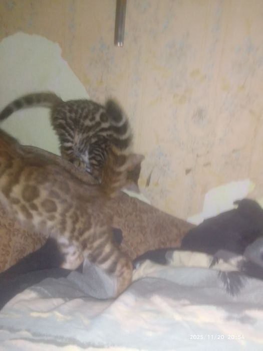 Последние предложение, не упустите !!!