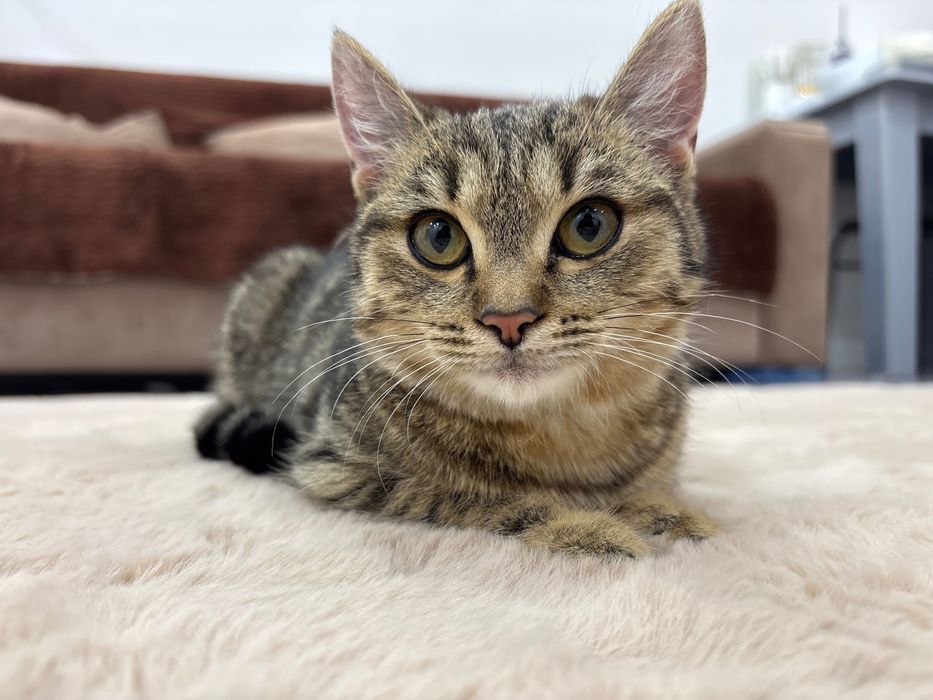 Отдадим котенка в хорошие руки