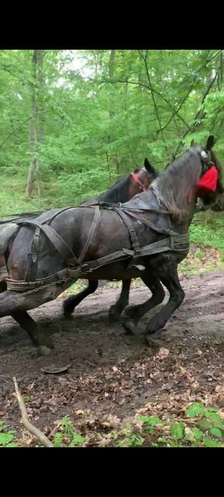 Vând armăsar sută la sută de ham  se probează. La fața locului