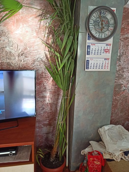 Екзотична палма палмата се продава поради нейната големина