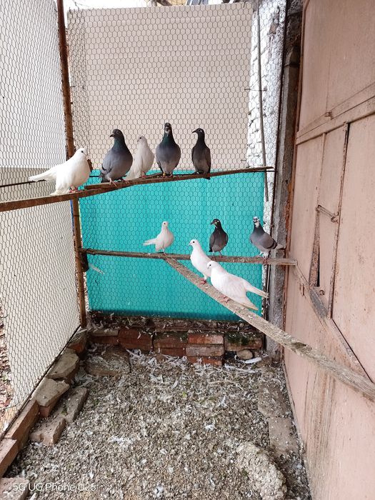 Продавам млади старозагорски бели гълъби и пощенски гълъби