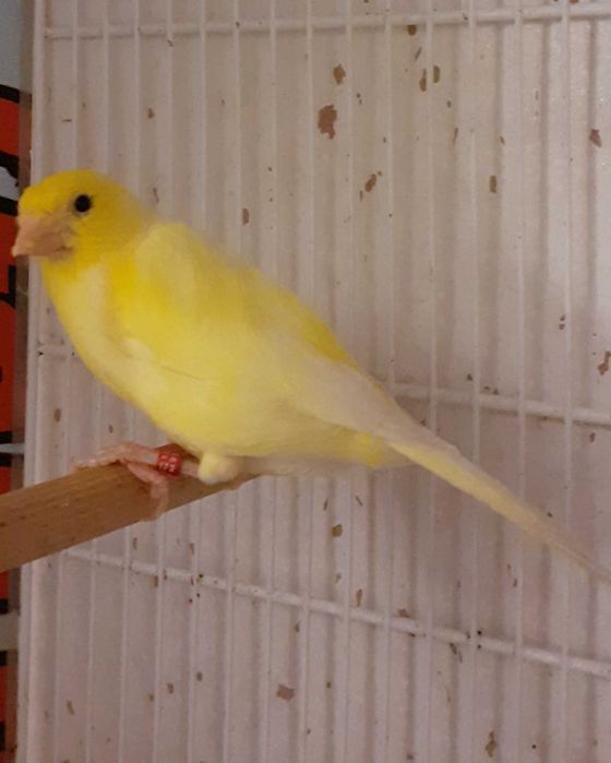 Canari Malinois-Waterslager