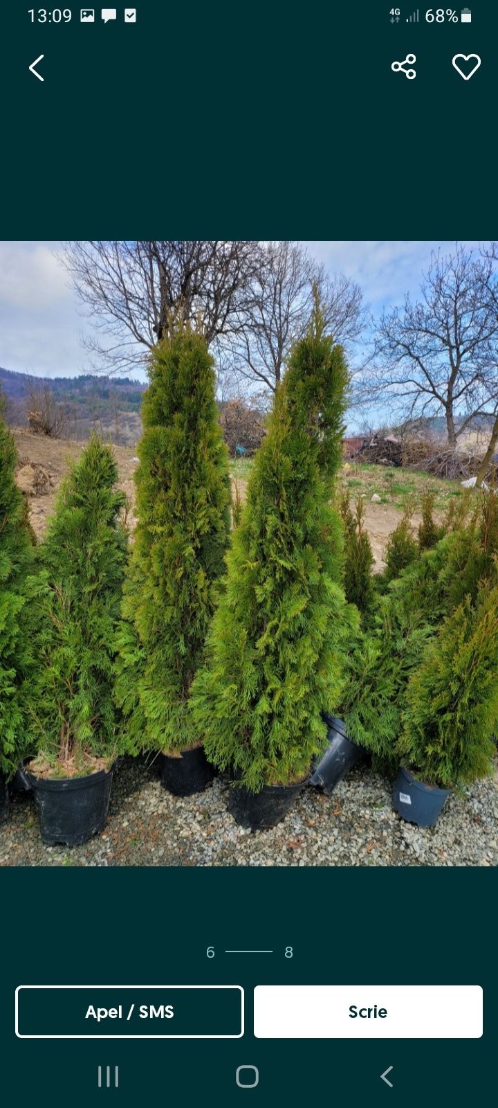 Vindem plante  ornamentale  tuia smarald lilandi pom pom șpiralati