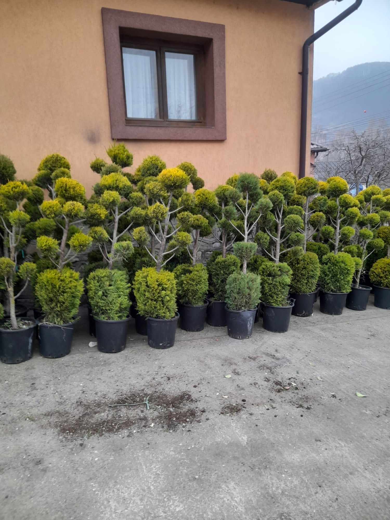 Plante ornamentale aclimatizate cu balot