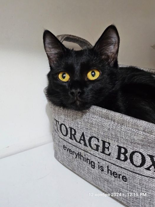 Кошечка девочка 1 год