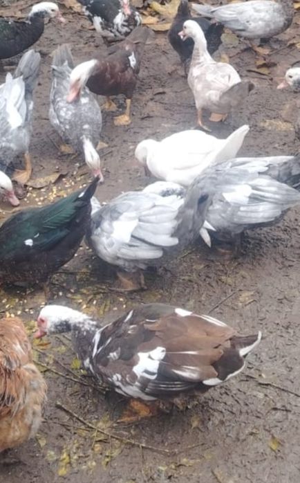 Vând rațe și rățoi mute crescute bio ,