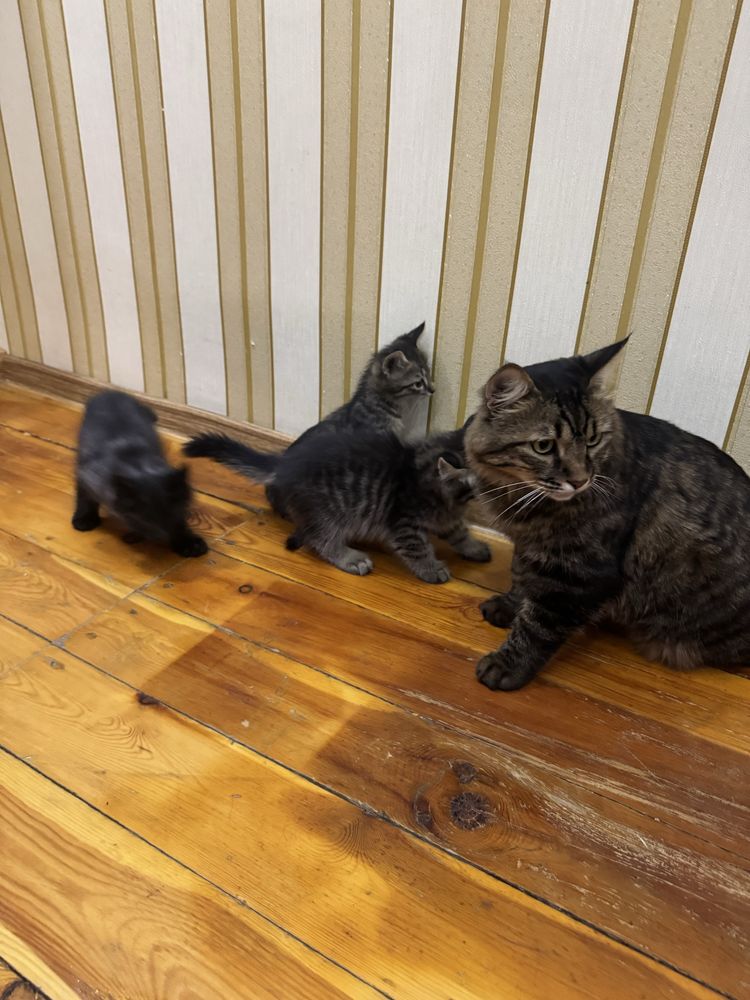 Котенки 2 месяца